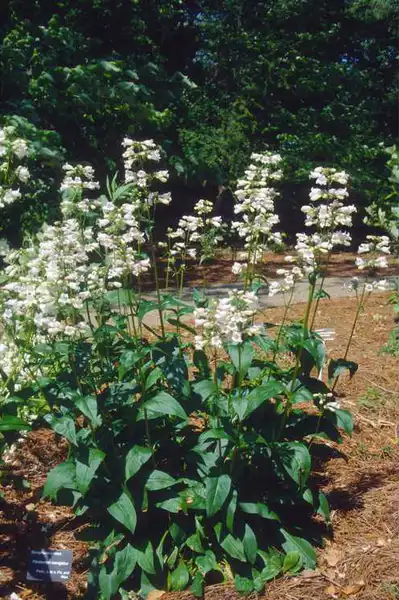 Фото Penstemon laevigatus (Penstemon laevigatuss)