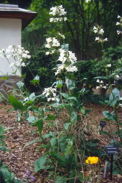 Фото Penstemon laevigatus (Penstemon laevigatuss)