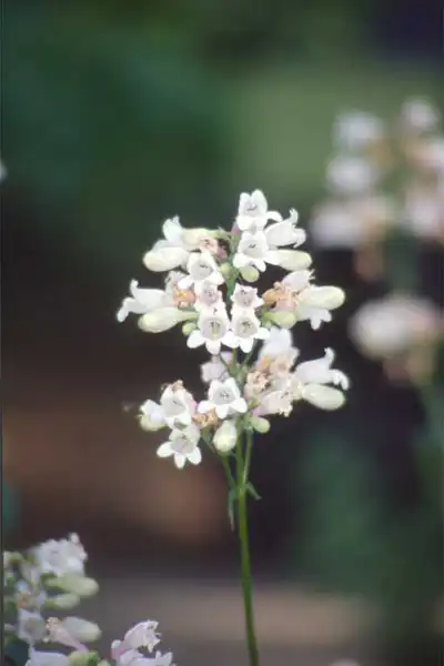 Фото Penstemon laevigatus - Flowers: