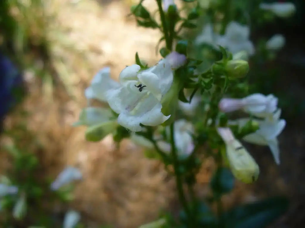 Фото Penstemon laevigatus - Blossom in spring in Moore County:Susan Strine