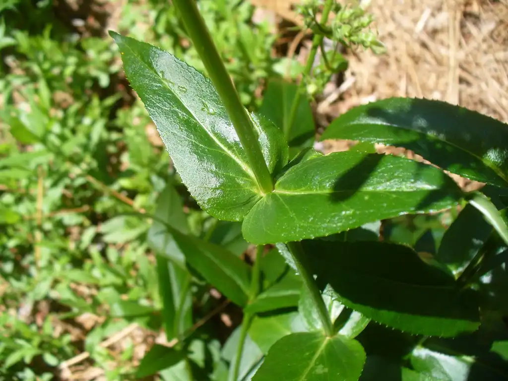 Фото Penstemon laevigatus - Leaves in spring in Moore County:Susan Strine