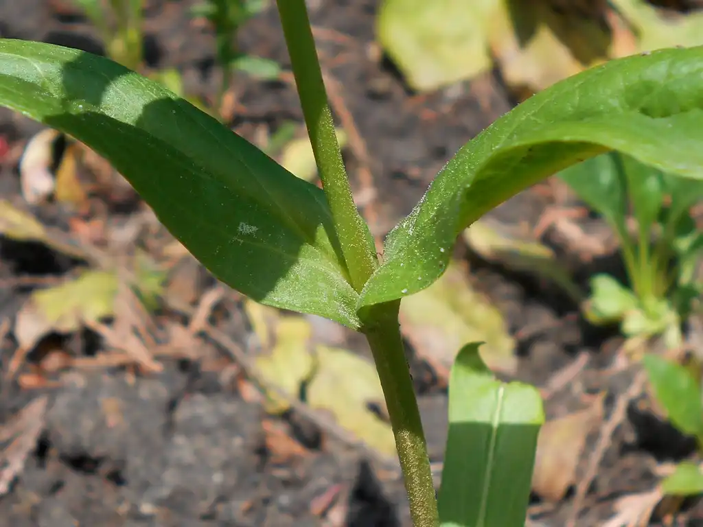 Фото Penstemon laevigatus - Stem:Salicyna