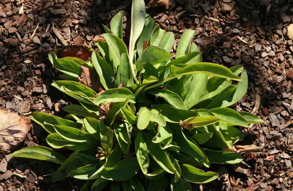 Фото Penstemon laevigatus - Basal leaves:David J. Stang