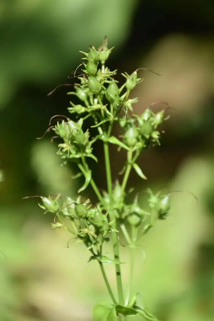 Фото Penstemon laevigatus - Fruit:Krzysztof Golik