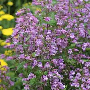 Photo of Penstemon smallii (Penstemon smalliis)