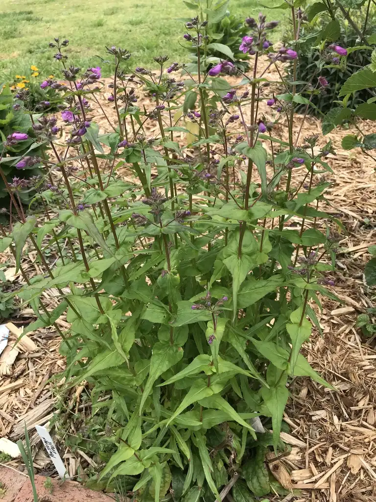 Photo of Penstemon smallii (Penstemon smalliis)