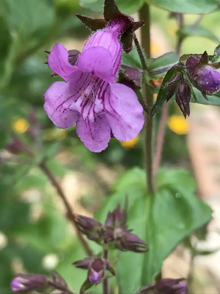Photo of Penstemon smallii - Close up of flower:K. Andre