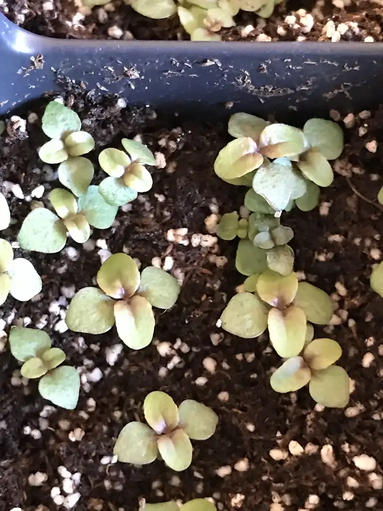 Photo of Penstemon smallii - seedlings:K. Andre