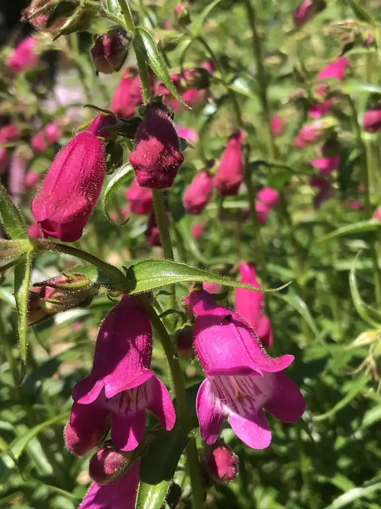 Foto de Penstemon x mexicali 'P008S' RED ROCKS® (Penstemon x mexicali 'P008S' RED ROCKS®s)