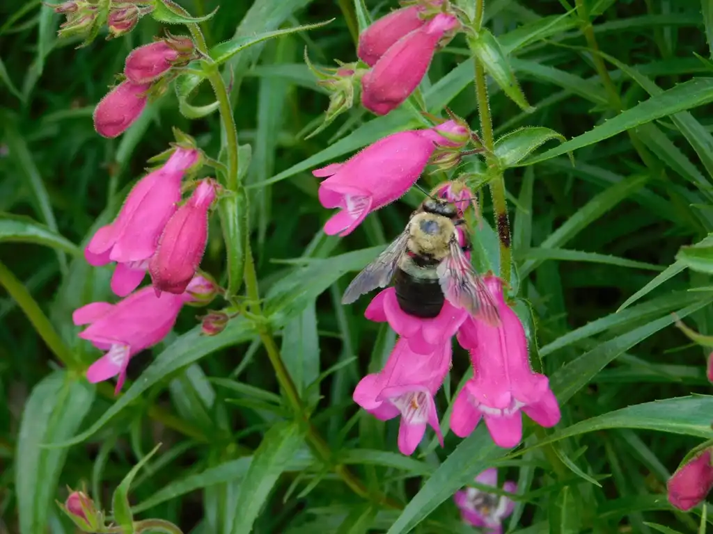 Foto de Penstemon x mexicali 'P008S' RED ROCKS® (Penstemon x mexicali 'P008S' RED ROCKS®s)