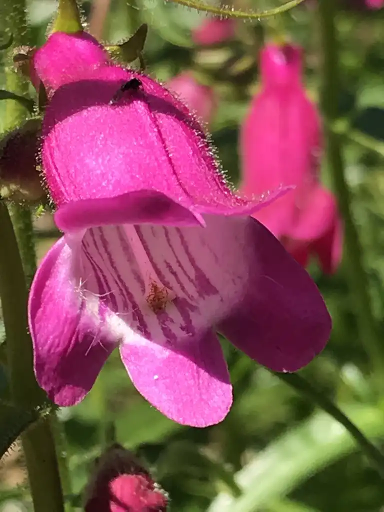 Foto de Penstemon x mexicali 'P008S' RED ROCKS® - Close up of flower:K. Andre