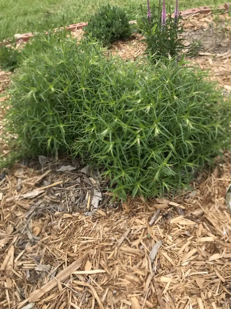 Foto de Penstemon x mexicali 'P008S' RED ROCKS® - Spring form:K. Andre