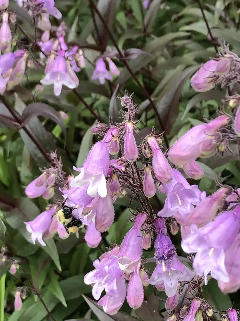 Photo of Penstemon (Penstemons)