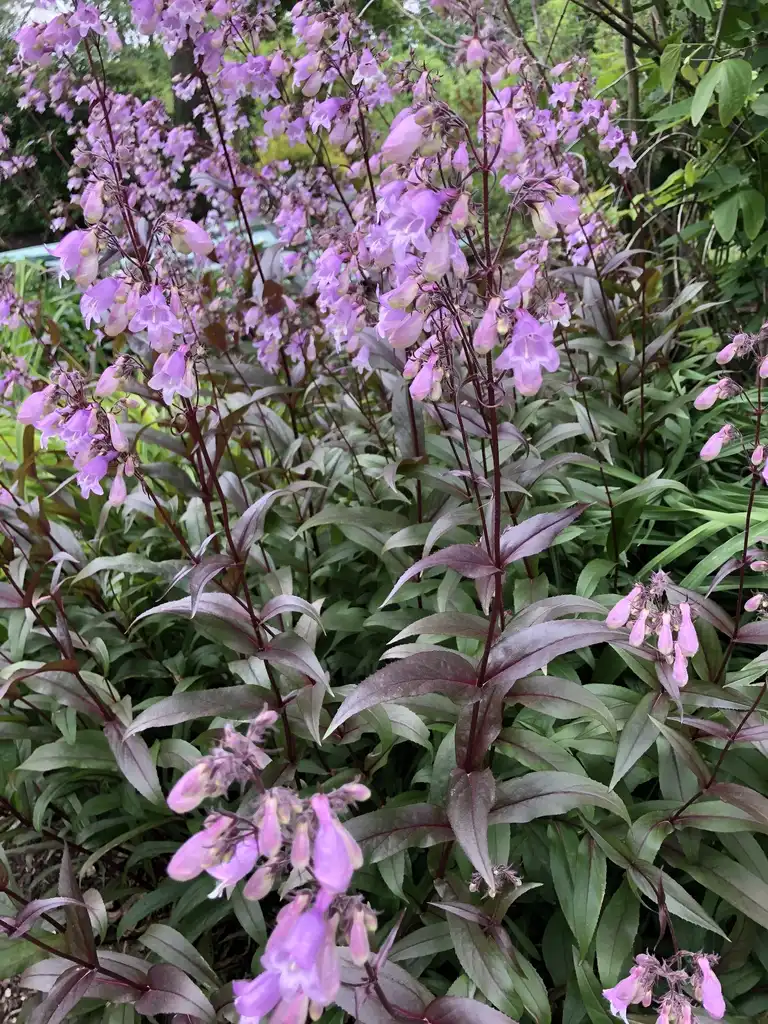 Photo of Penstemon (Penstemons)