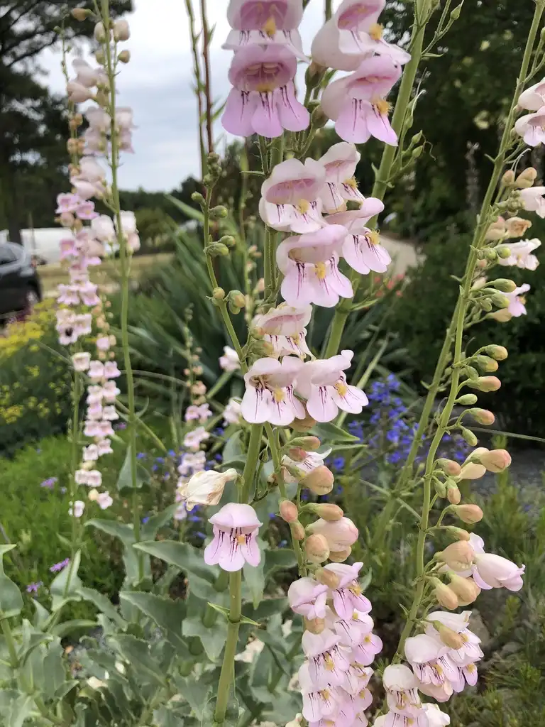 Photo of Penstemon - Flower and Leaves (Wake County, NC):Cathy Dewitt