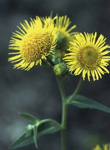 Фото Pentanema britannicum (Pentanema britannicums)