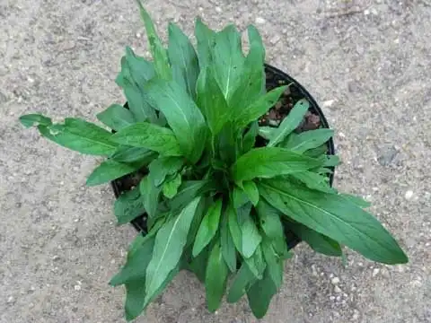 Фото Pentanema britannicum (Pentanema britannicums)