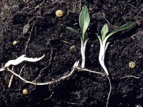 Фото Pentanema britannicum - Roots and adventitious shoots:J. Neal