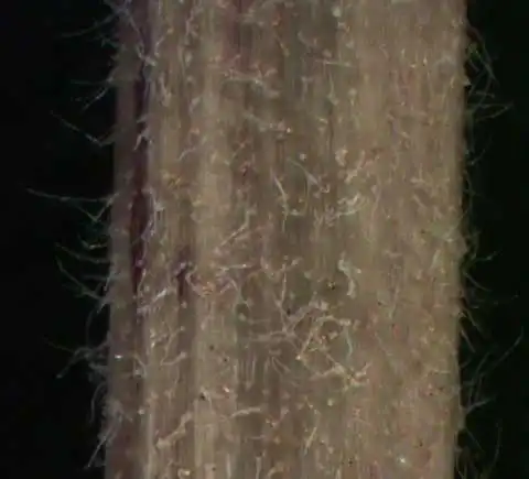 Фото Pentanema britannicum - Stem:Alexander Krings