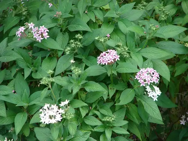 Photo of Pentas lanceolata (Pentas lanceolatas)