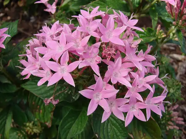 Photo of Pentas lanceolata (Pentas lanceolatas)