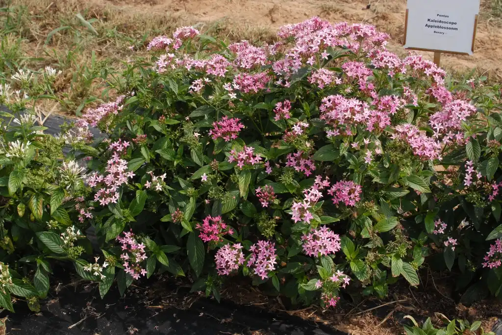 Photo of Pentas lanceolata - 'Kaleidoscope Appleblossom' Flower Form:Jim Robbins
