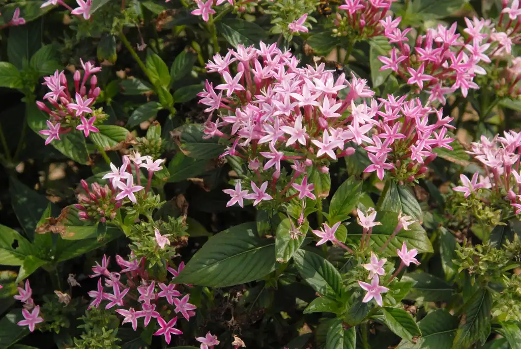 Photo of Pentas lanceolata - 'Kaleidoscope Appleblossom' Flower and Leaves:Jim Robbins