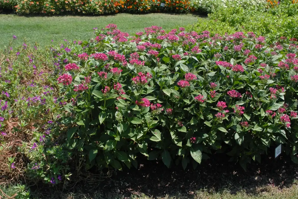 Photo of Pentas lanceolata - 'Starcluster Rose' Flower Form:Jim Robbins