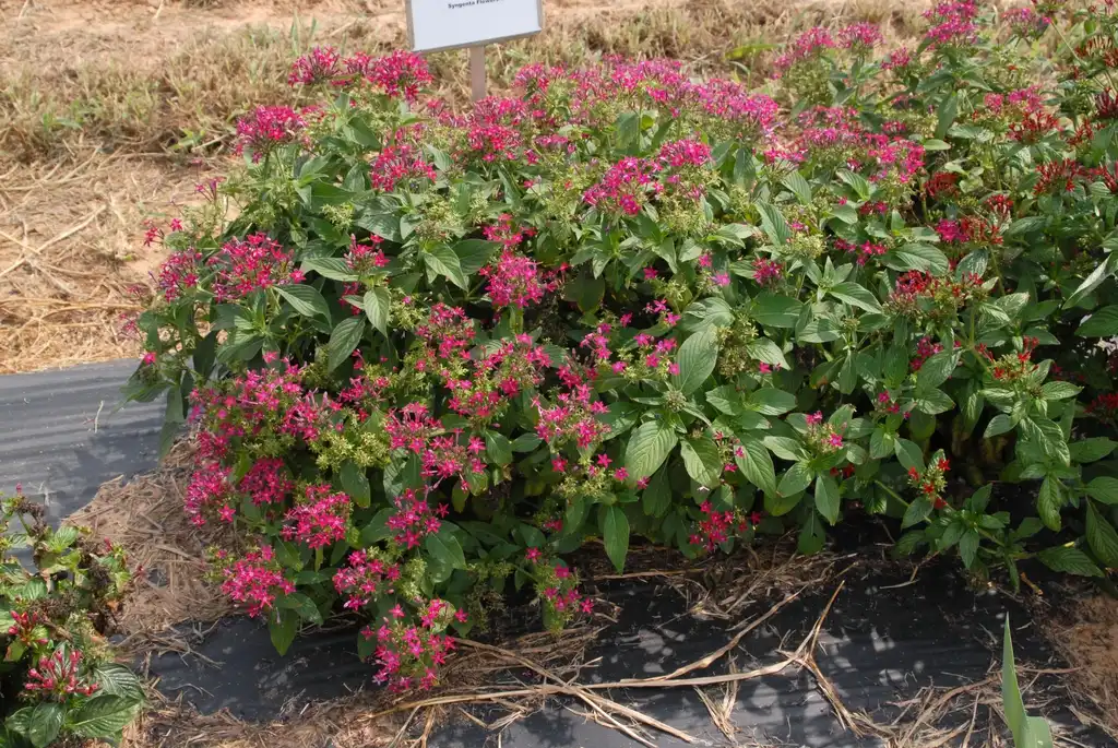 Photo of Pentas lanceolata - 'Starla Deep Rose' Flower Form:Jim Robbins