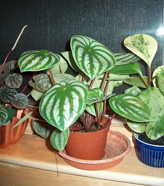 Фото Peperomia argyreia (Peperomia argyreias)