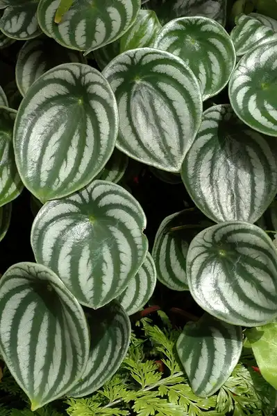 Фото Peperomia argyreia (Peperomia argyreias)