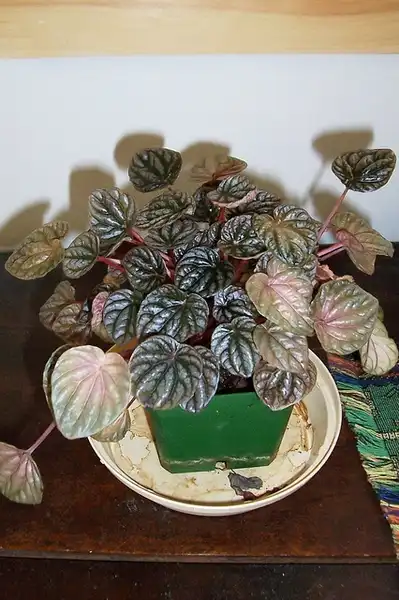 Foto de Peperomia caperata (Peperomia caperatas)