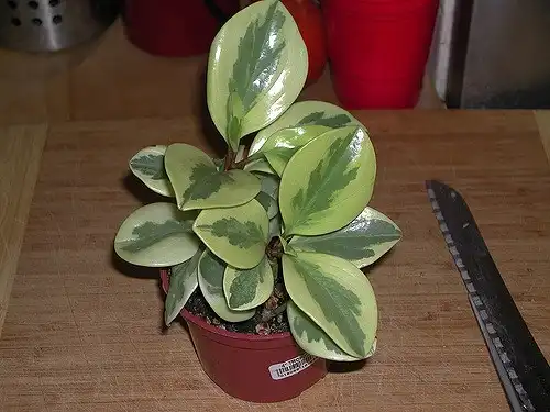 Фото Peperomia obtusifolia (Peperomia obtusifolias)