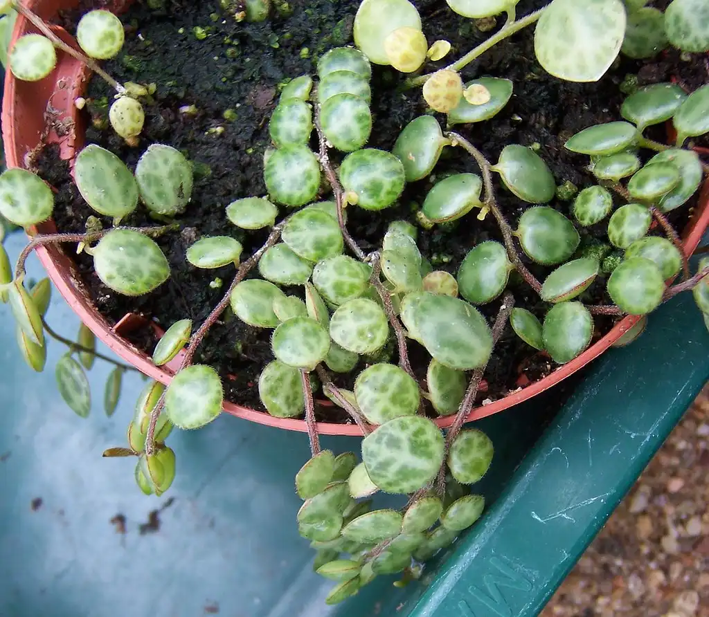 Photo of Peperomia prostrata (Peperomia prostratas)