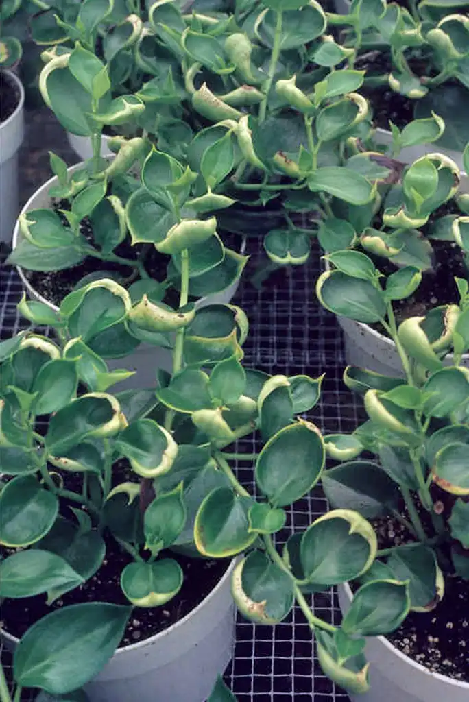 Photo of Peperomia prostrata (Peperomia prostratas)