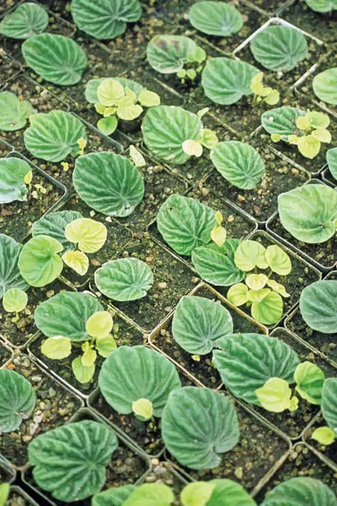 Photo of Peperomia prostrata - Propagation:J.C Raulston