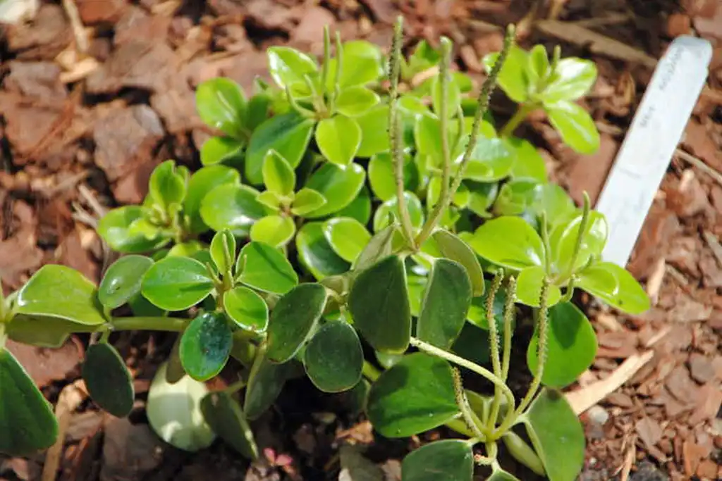 Photo of Peperomia prostrata - Young form:J.C. Raulston