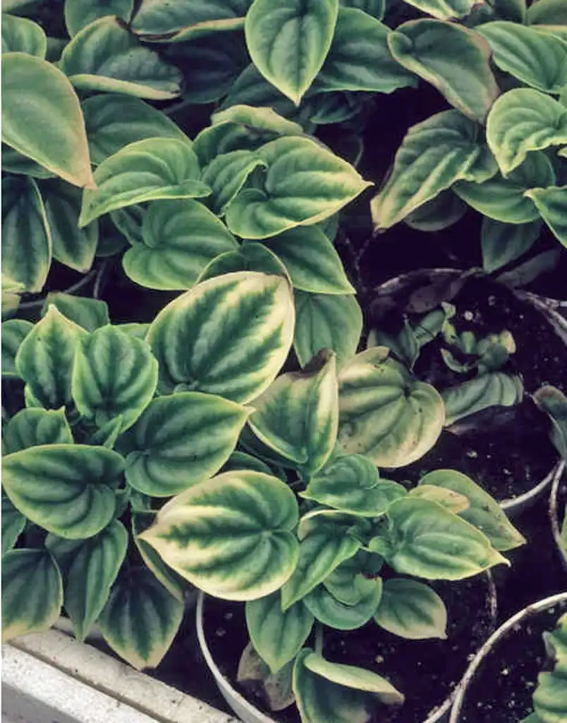 Photo of Peperomia prostrata - Young potted plants:J.C. Raulston