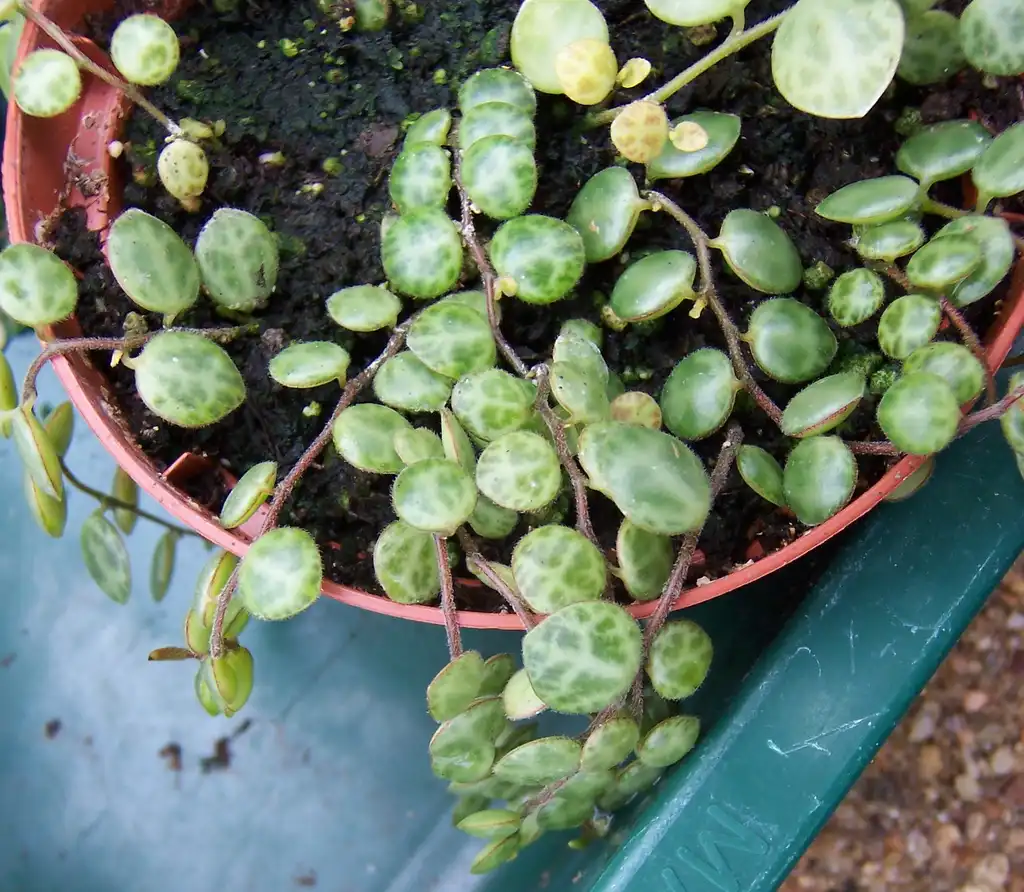 Photo of Peperomia prostrata - Form:Dysmorodrepanis