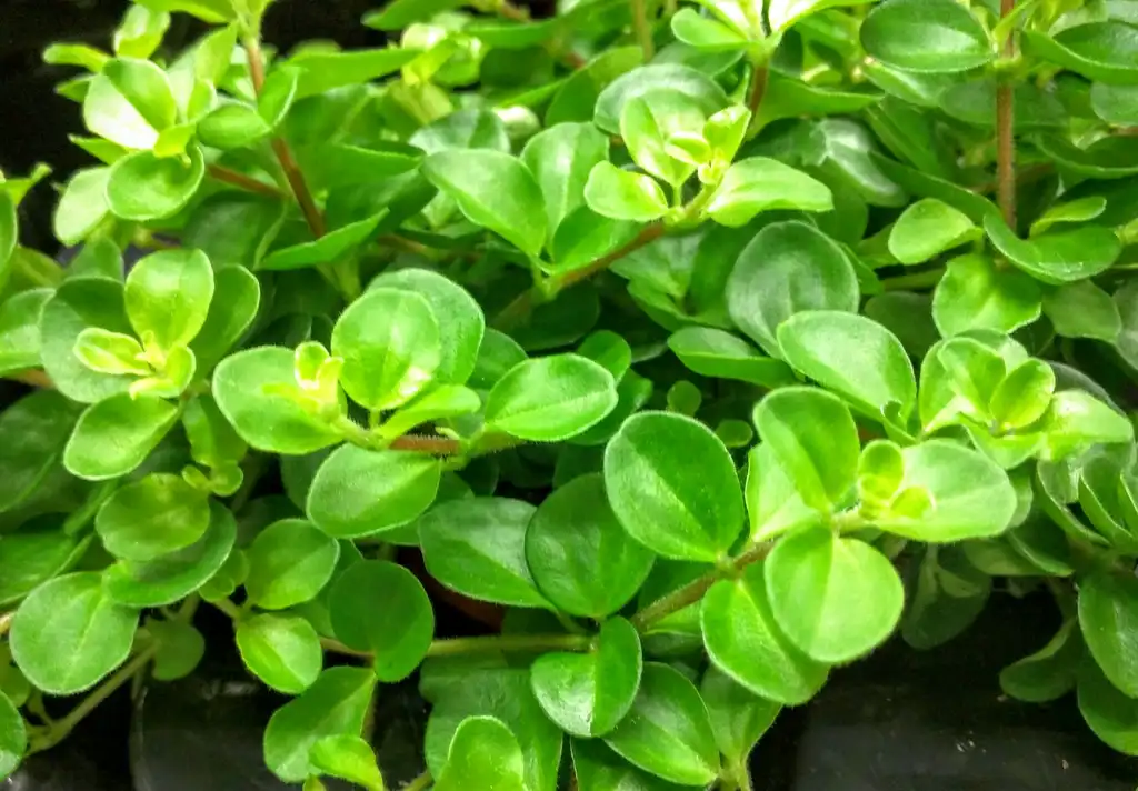 Фото Peperomia rotundifolia (Peperomia rotundifolias)