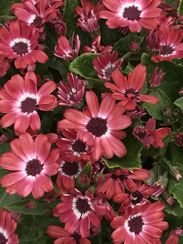Фото Pericallis x hybrida (Pericallis x hybridas)