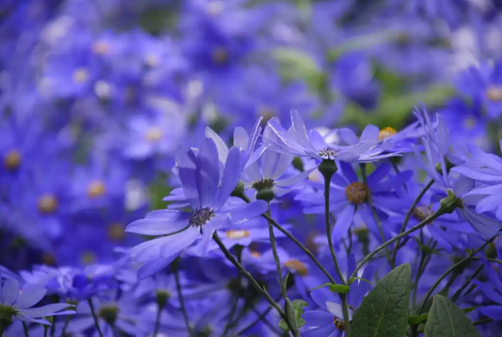 Фото Pericallis x hybrida - Stems and flowers:Adam Fagen