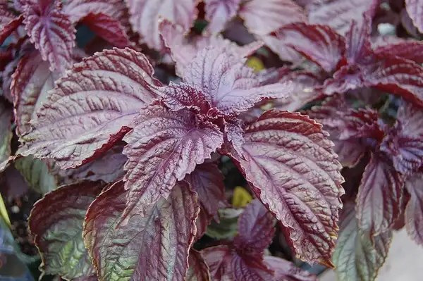 Photo of Perilla frutescens (Perilla frutescenss)