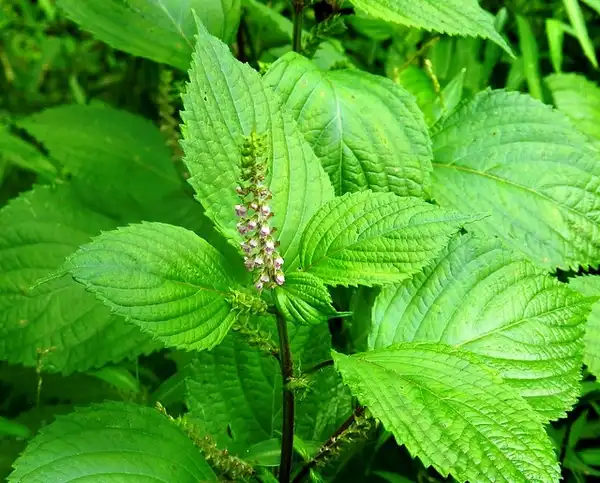 Photo of Perilla frutescens - Perilla frutescens:Nancy Magnusson