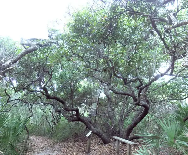 Foto de Persea borbonia (Persea borbonias)