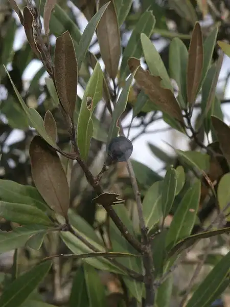 Foto de Persea borbonia (Persea borbonias)