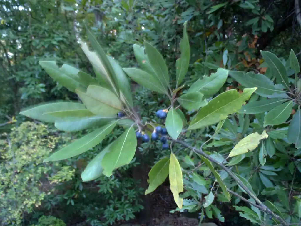 Foto de Persea borbonia - Fruit and Leaves:Jim Robbins