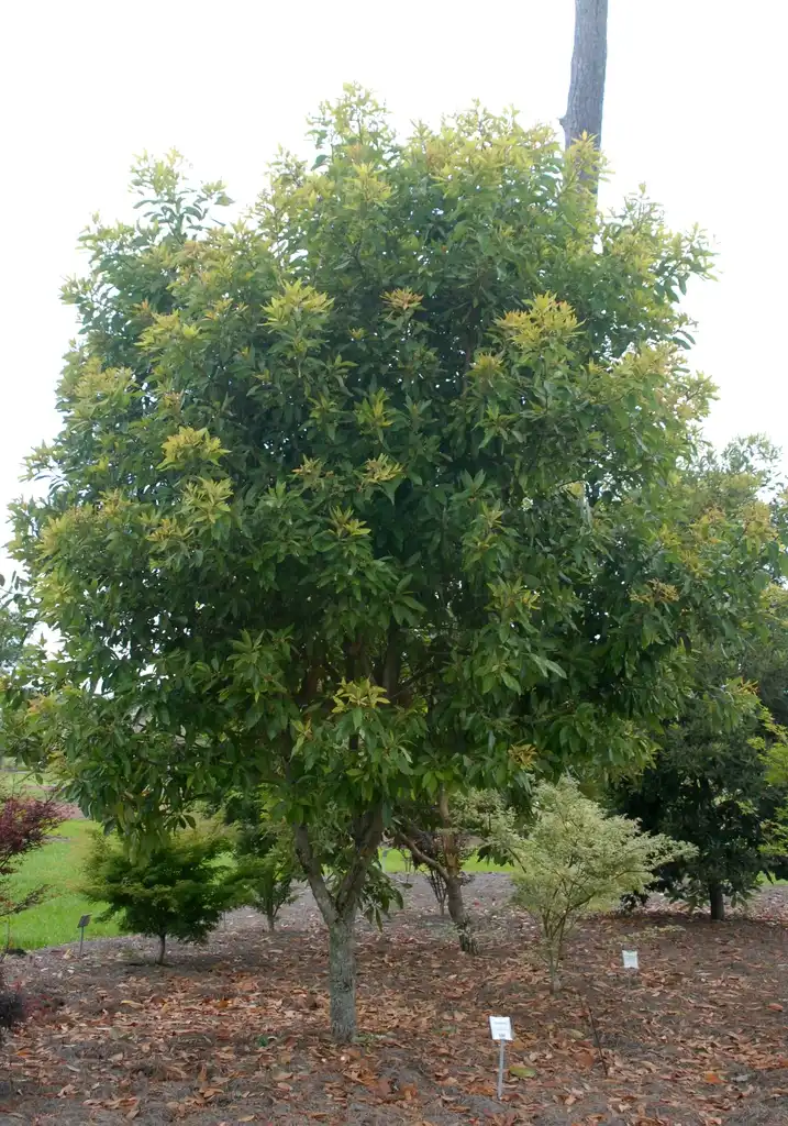 Фото Persea palustris (Persea palustriss)