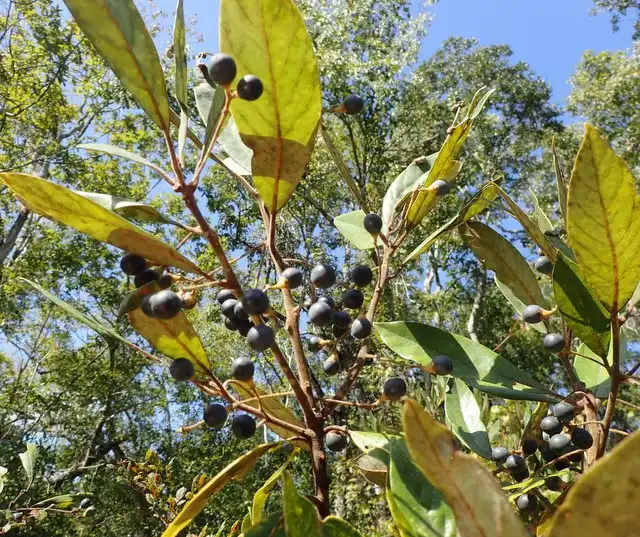Фото Persea palustris - Fruit:mfeaver