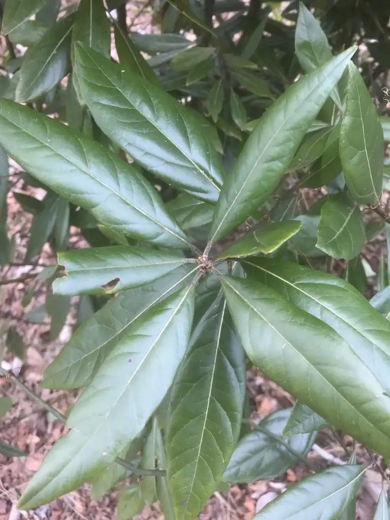 Фото Persea palustris - Leaves:Alan Weakley